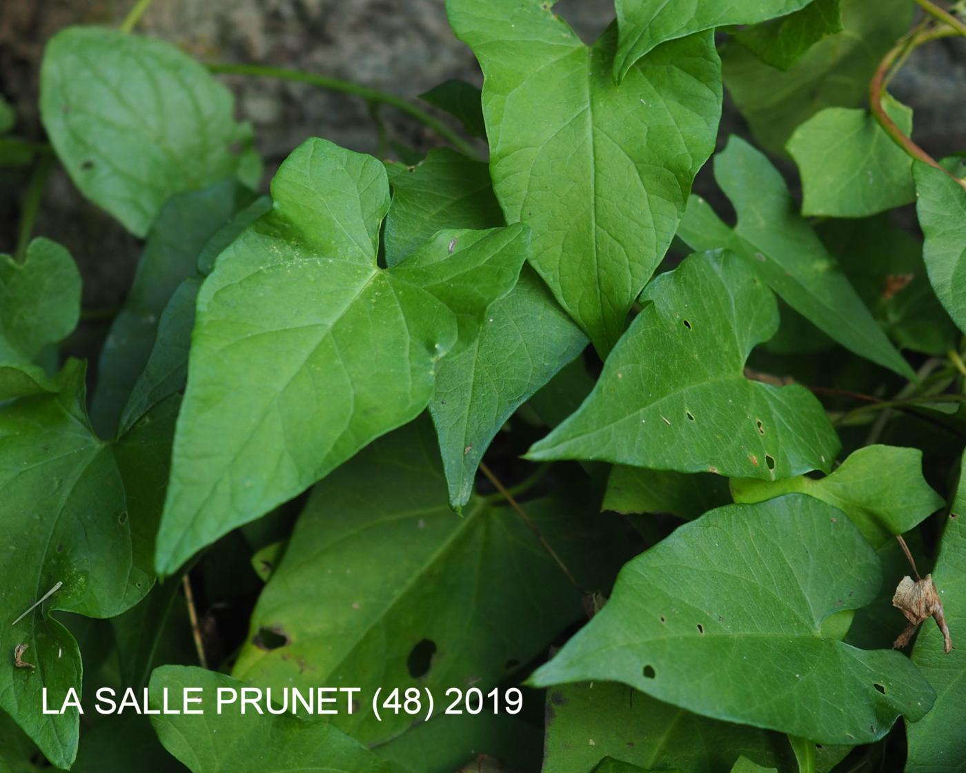 Bindweed, Greater leaf